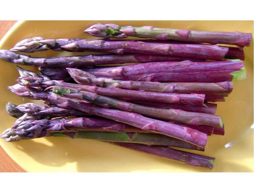 Hạt giống Măng tây tím
