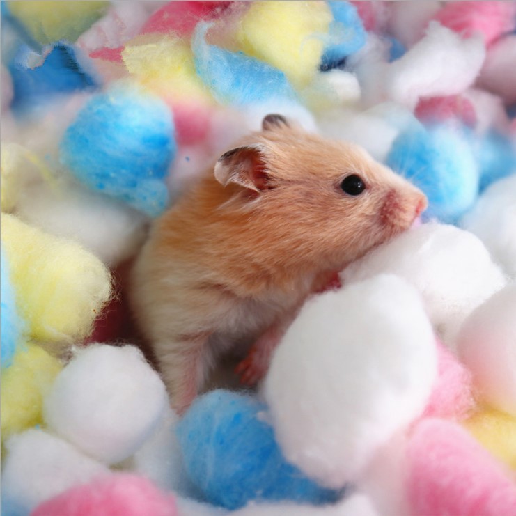 [Hoàn tiền 10%]Bông gòn candy cho hamster/sóc/đuôi mập