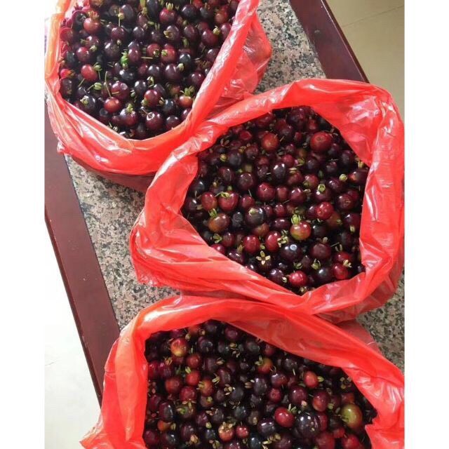Cây Cherry Brazil 🇧🇷.