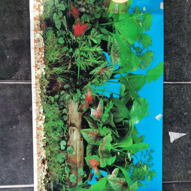 [HCM]Tranh dán hồ cá cao 40cm x1M