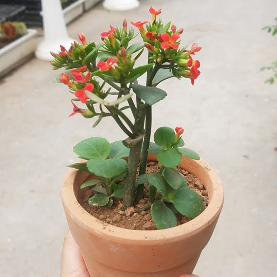 CHẬU CÂY ĐỂ BÀN SỐNG ĐỜI HOA ĐỎ