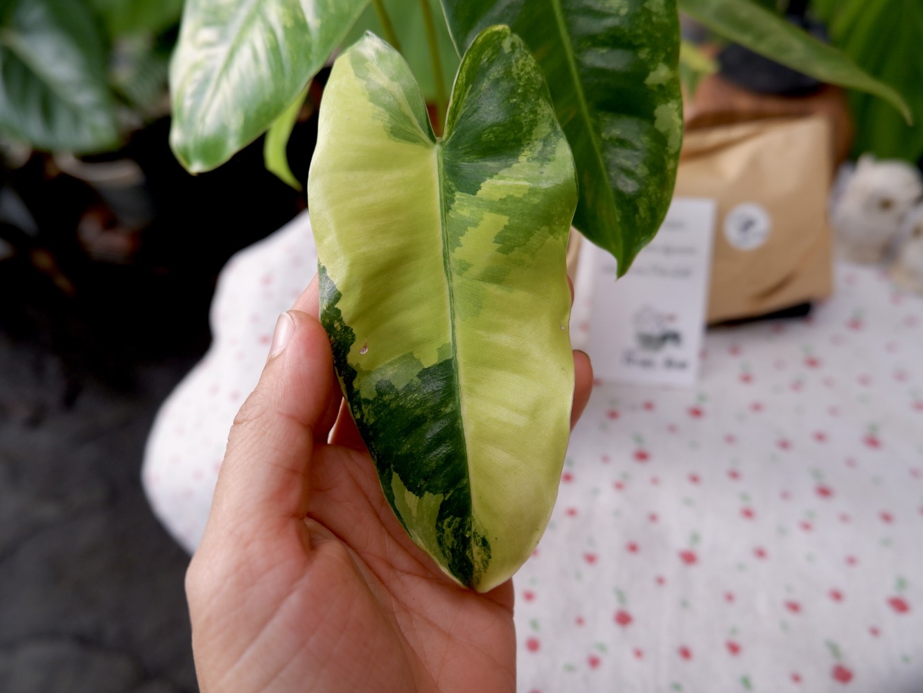 Cây Trầu Bà Tỷ Phú Var