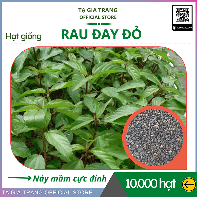 Hạt giống rau đay đỏ - Shop hạt giống Tạ Gia Trang