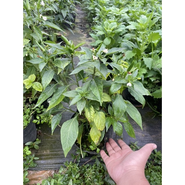 CÂY ỚT CHỈ THIÊN F1 Siêu cay