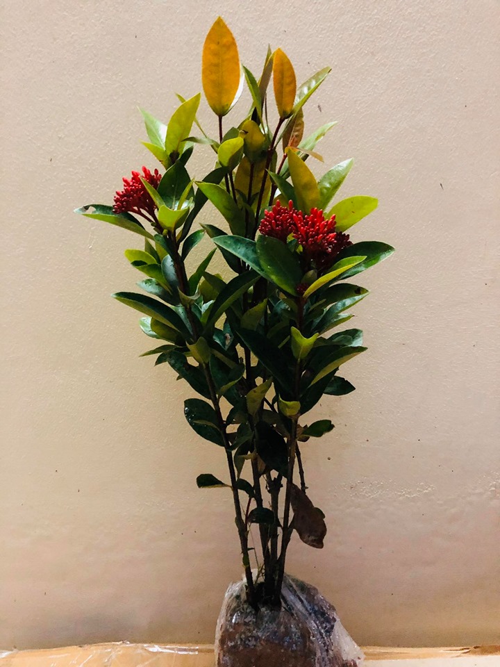 Hoa mẫu đơn thái