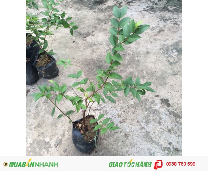 CÂY GIỐNG NHO THÂN GỖ TỨ QUÝ