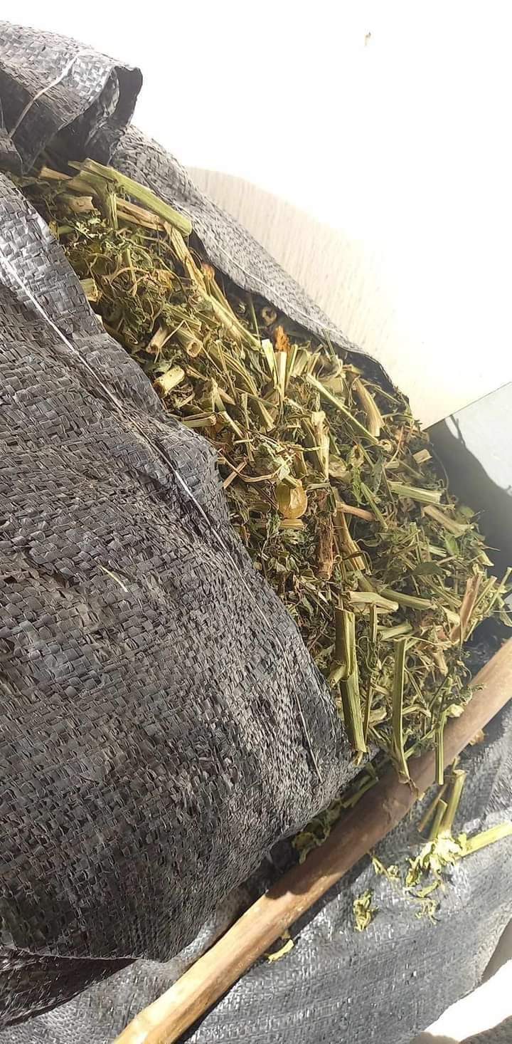 (Dược liệu khô) Cây Tầm Bốp 500g phơi khô (Cây thù lù cạnh, bôm bốp, bùm bụp, lồng đèn)