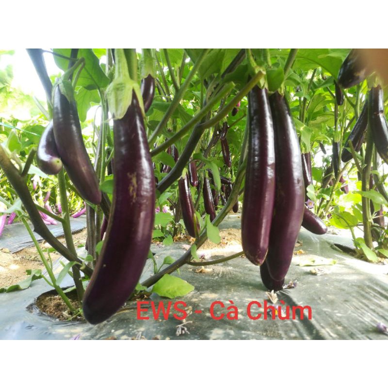 [5gram=950 hạt] Hạt Giống Cà Tím Dài F1 Cà Chùm - HMTĐ