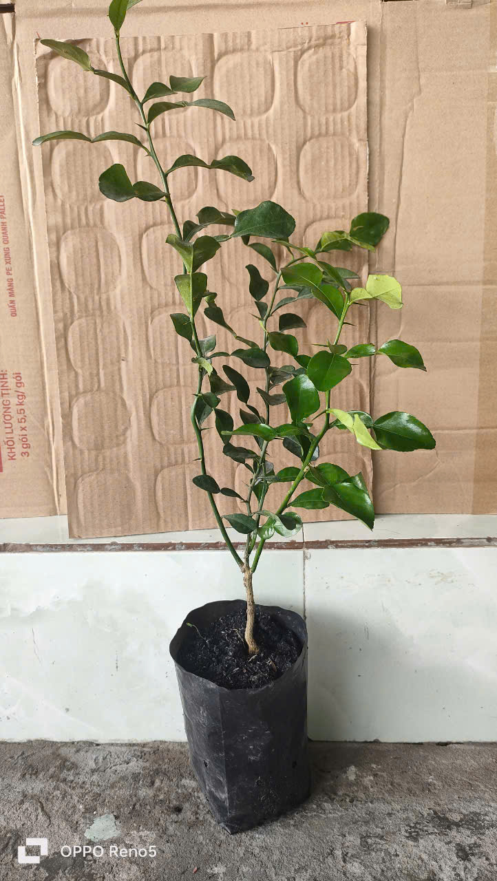 Cây chúc. Chanh thái. 5 cây. HÀNG ĐẸP