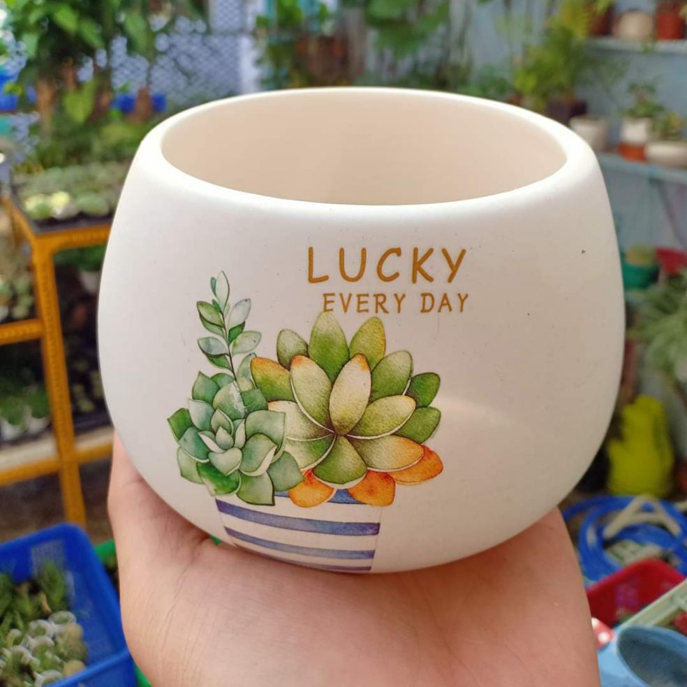 Chậu Sứ Trồng Cây (tặng kèm đất)