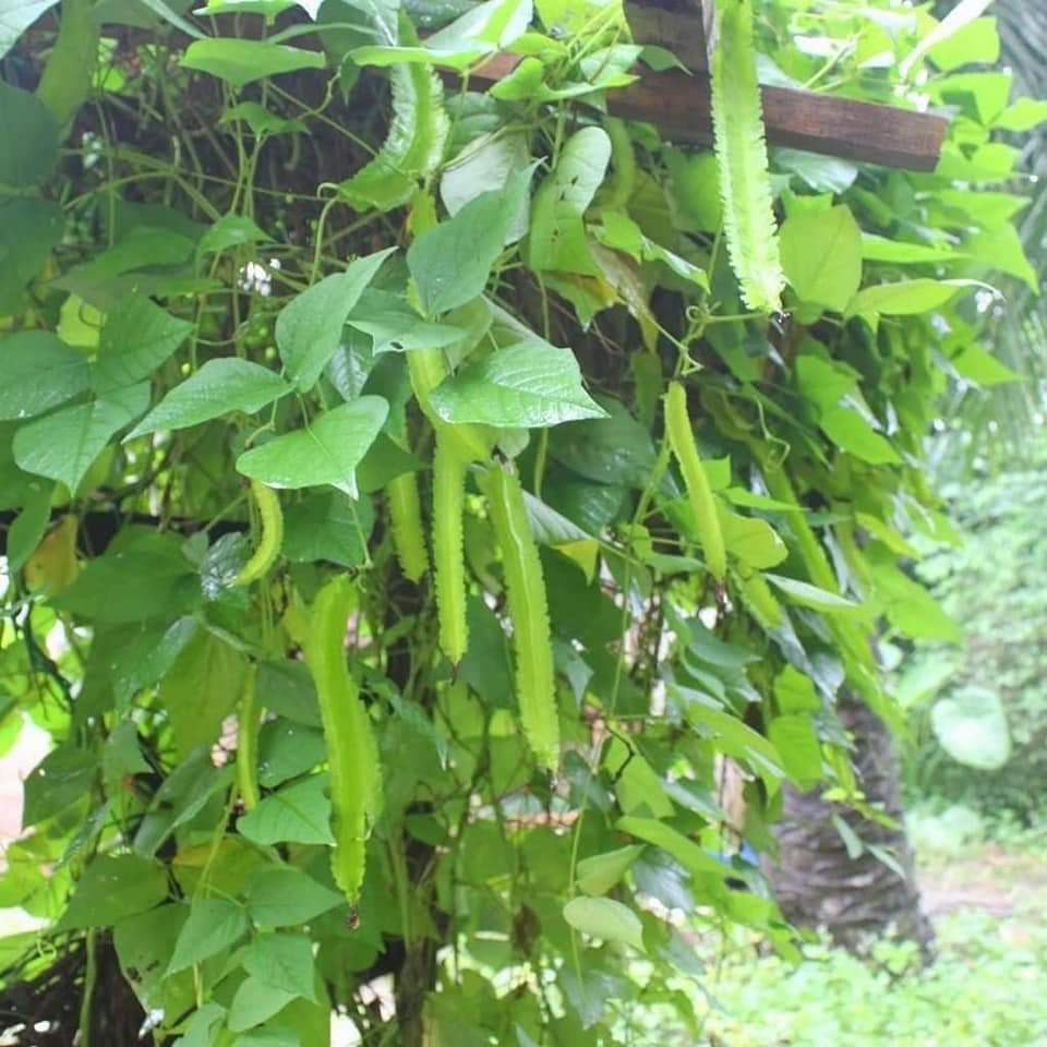 Hạt Giống Đậu Rồng Tứ Quý (20gr)