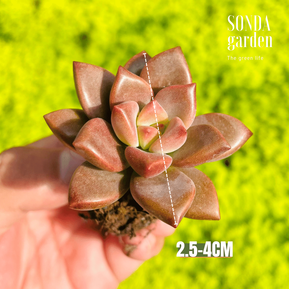 SEN ĐÁ ĐÁ NÂU SIZE MINI SIÊU KHỎE ĐẸP LỖI 1 ĐỔI 1