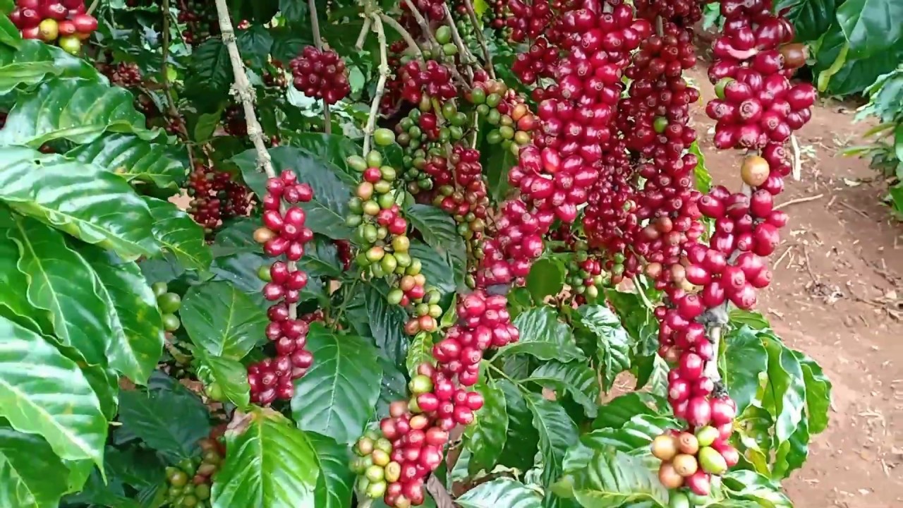 1KG Hạt giống cà phê TR4