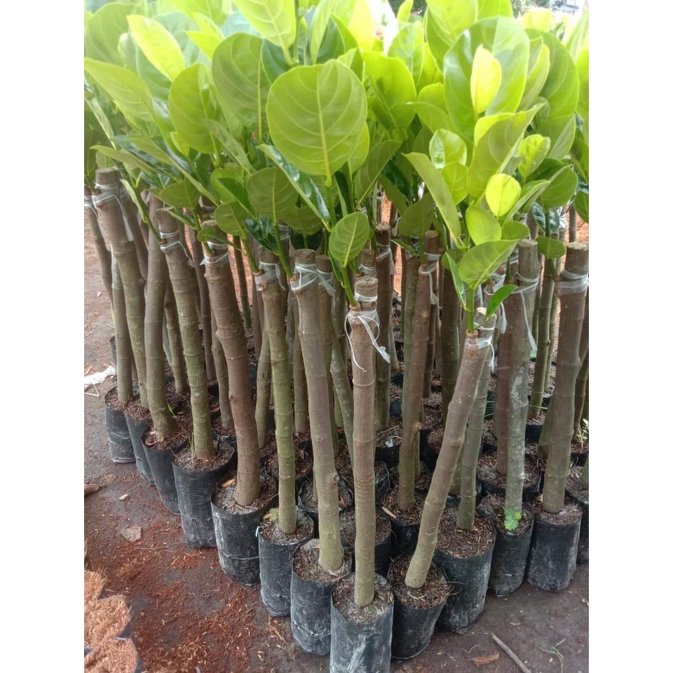 cây giống mít thái lùn (cây ghép siêu sớm trái )