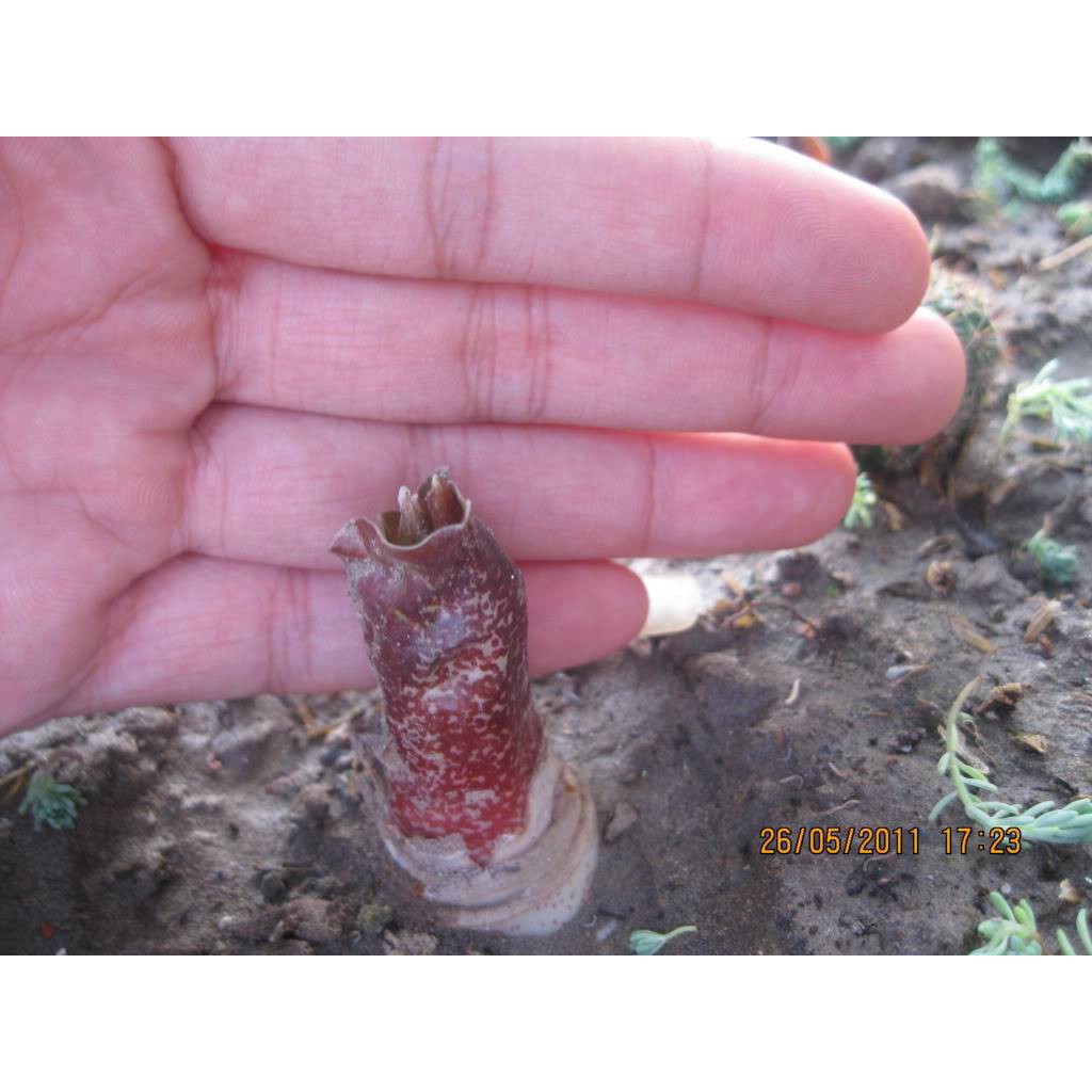 CỦ HOA HỒNG TÚ CẦU - 1 Củ