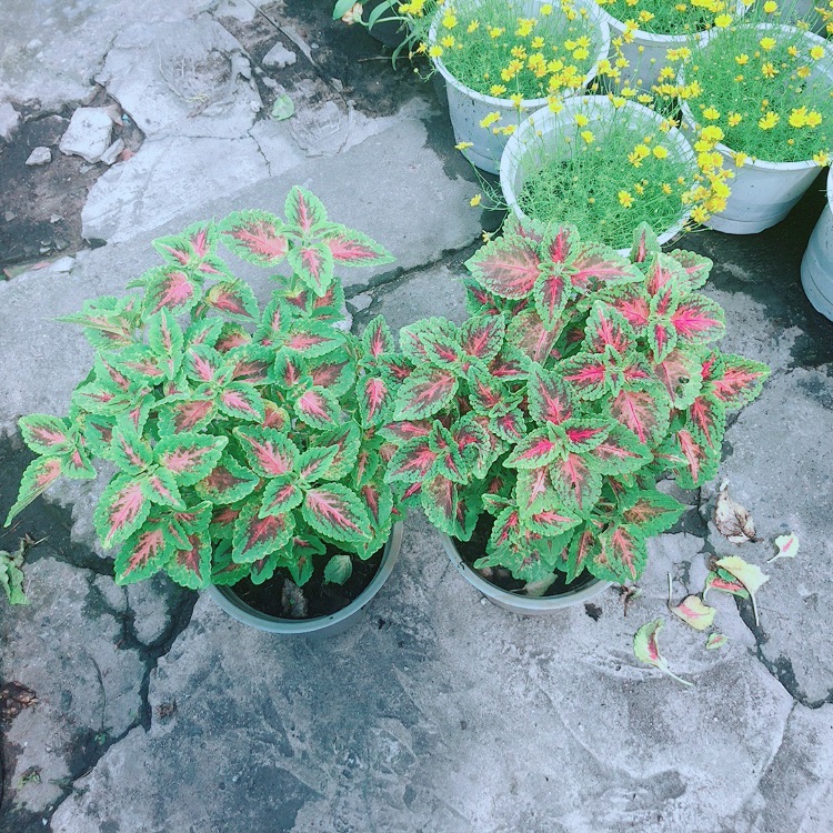 Cây lá gấm vàng pha đỏ