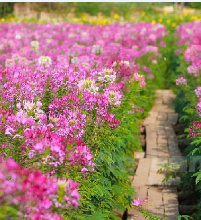 Hạt giống hoa hồng ri - túy điệp mix - cleome mix