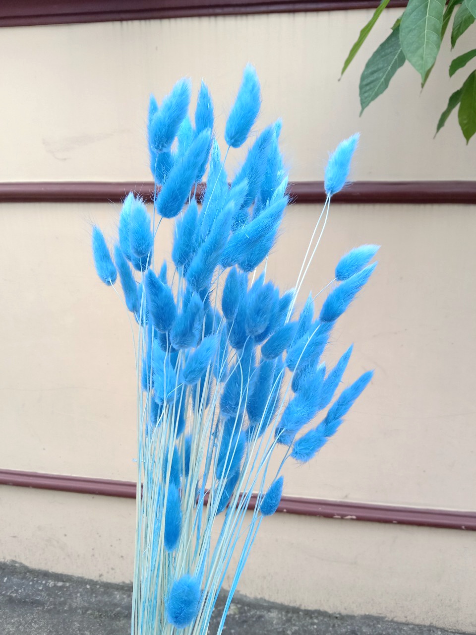 hoa khô - 10 bông cỏ đuôi thỏ khô