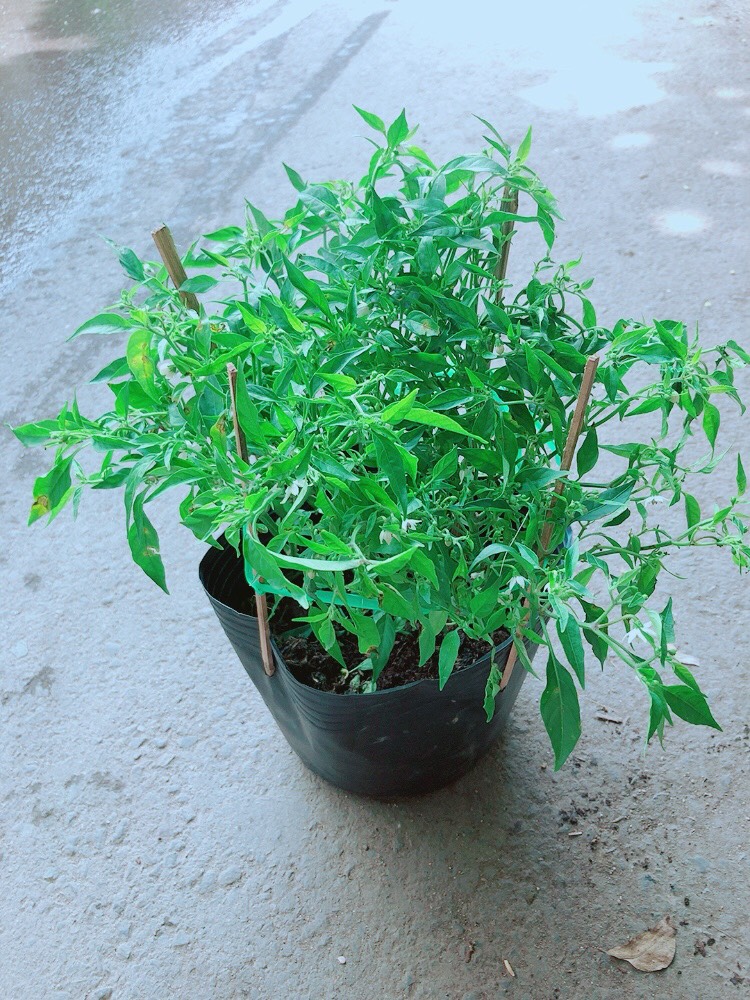 [HCM]Cây Ớt Hiểm