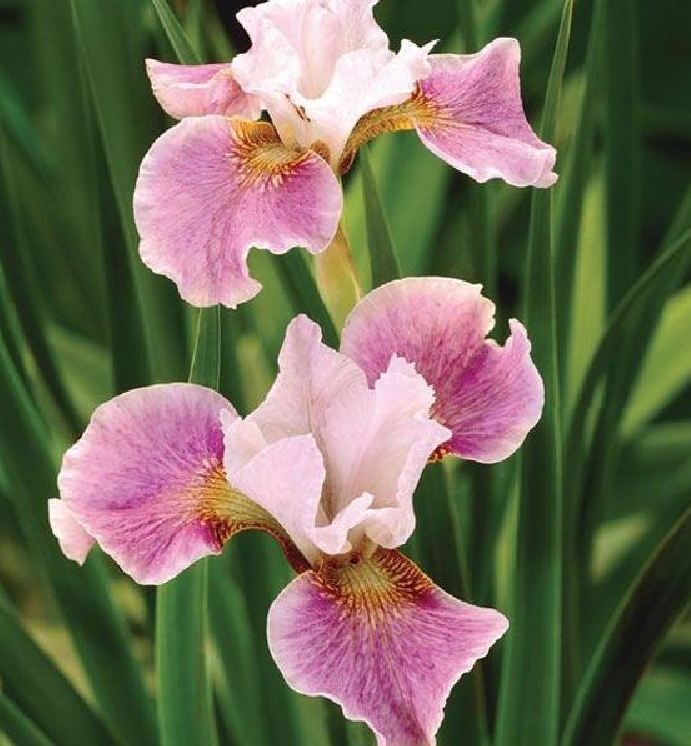 Hạt giống hoa Diên vĩ Hồng (Iris Hồng ) - Gói 10 hạt