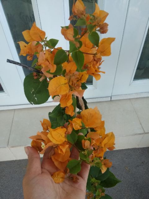 Cây hoa giấy ( màu vàng ) siêu hoa