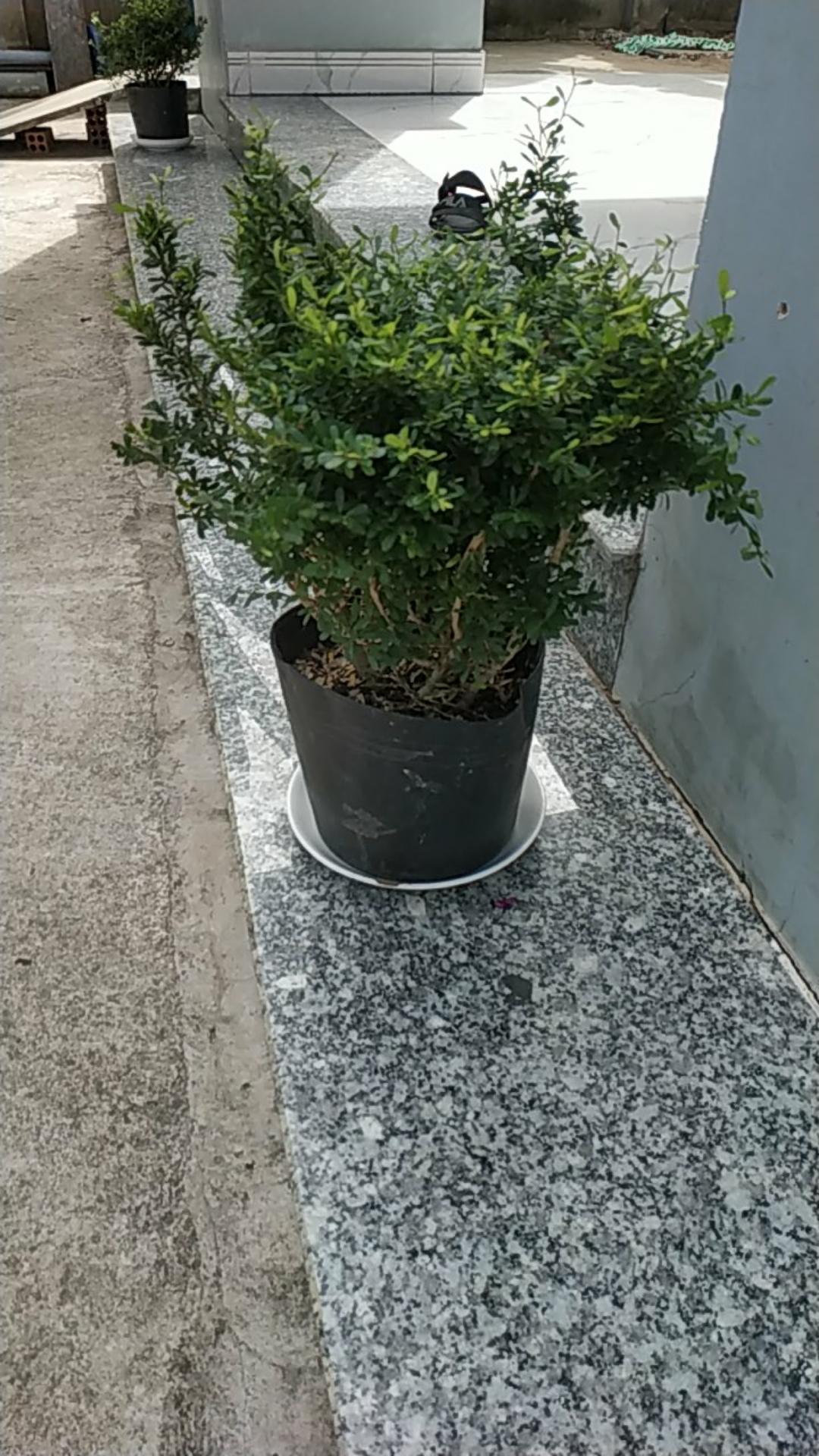 Cây Linh Sam - Cây cảnh sân vườn