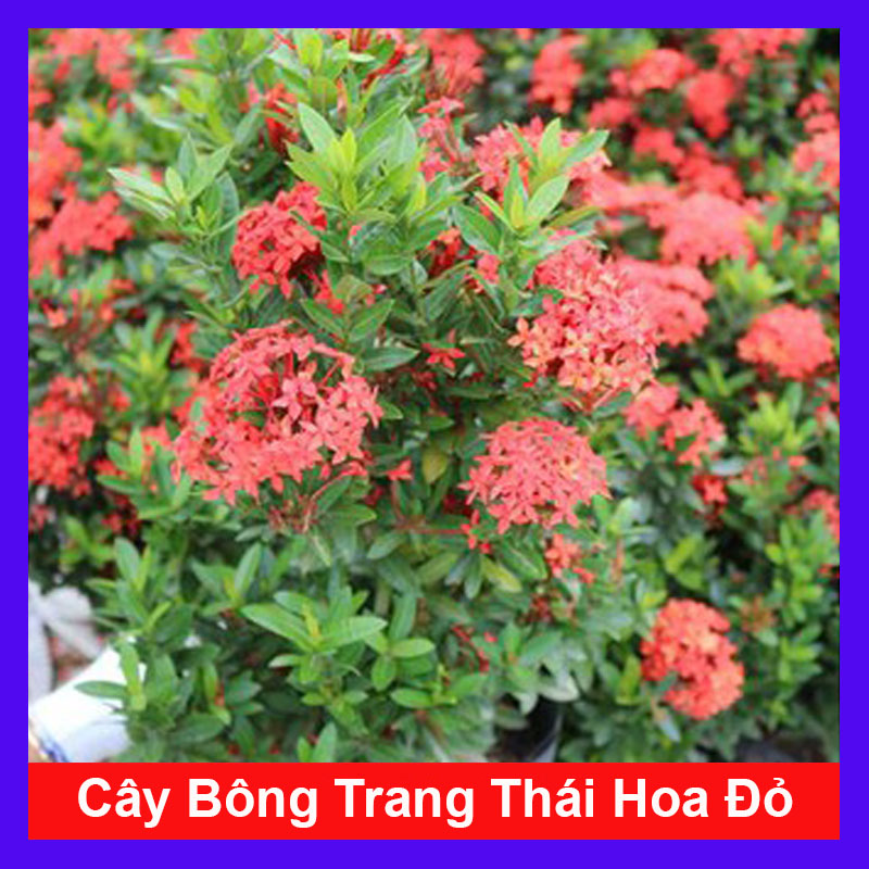 Cây Bông Trang Thái Hoa Đỏ - Cây cảnh sân vườn