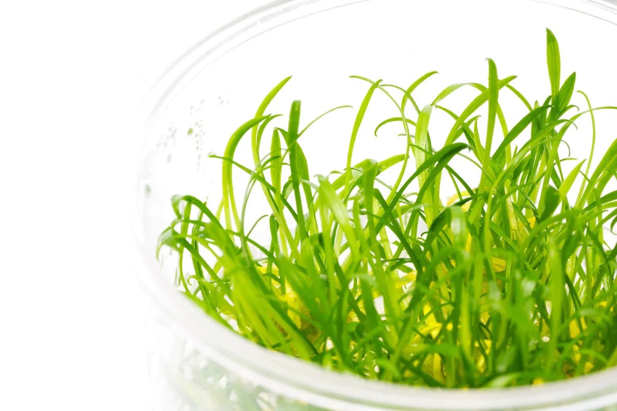 Tiêu thảo Parva - Tiêu thảo mũi tên - Cryptocoryne Parva