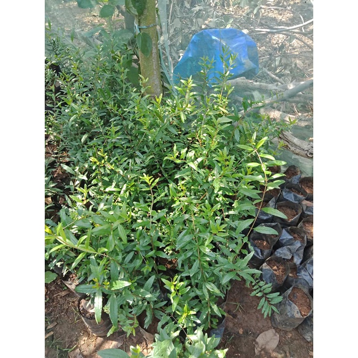 Cây Lựu Tím (Lựu Đen) - (chuẩn giống cây trồng)