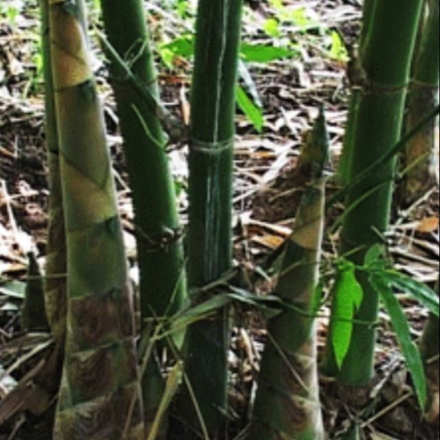 Măng tre bát độ, giống măng ngọt