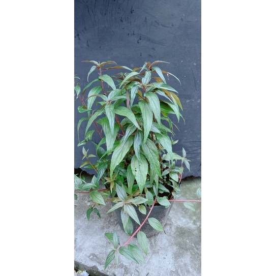 Cây Bọ Mắm (cay thuoc doi)