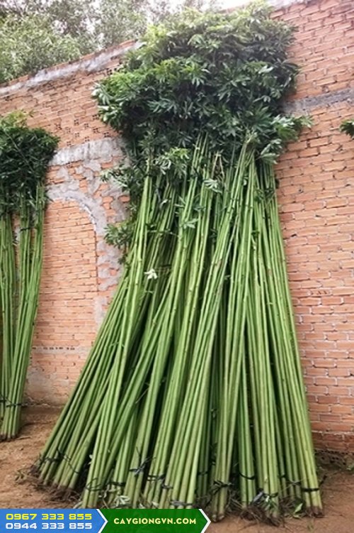 1 KG HẠT GIỐNG CÂY GÒN [ Trồng LÀM TRỤ TIÊU ]
