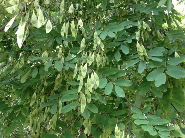 Hạt Giống Cây Cẩm Lai Lấy gỗ (Cẩm Lai Rừng ) Gói 10 hạt