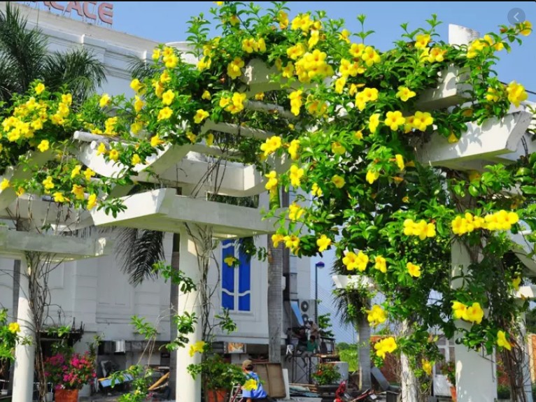 Cây Huỳnh Đệ (Cây leo) - Cây cảnh sân vườn