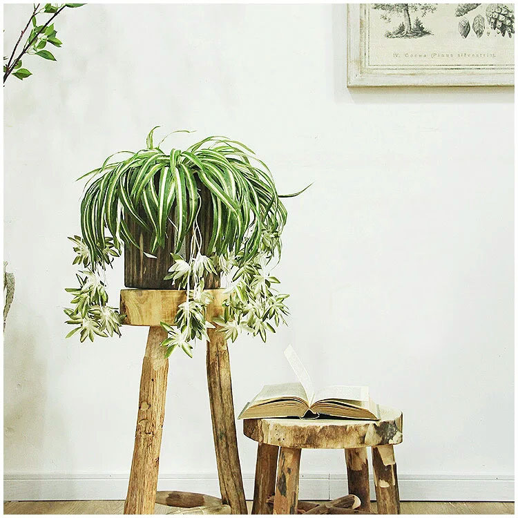 Cây Giả Cây Lan Chi Rủ Hoa Lá Vải
