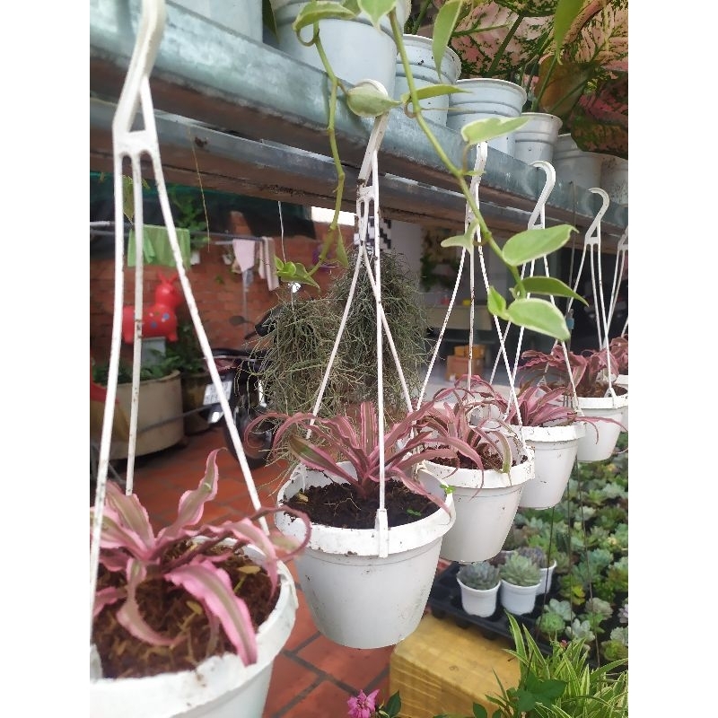 Dứa tiểu phụng hồng chậu treo size lớn
