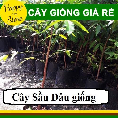 [Rẻ vô địch] Combo 4 Cây Sầu Đâu Giá Rẻ HAPPY_STORE