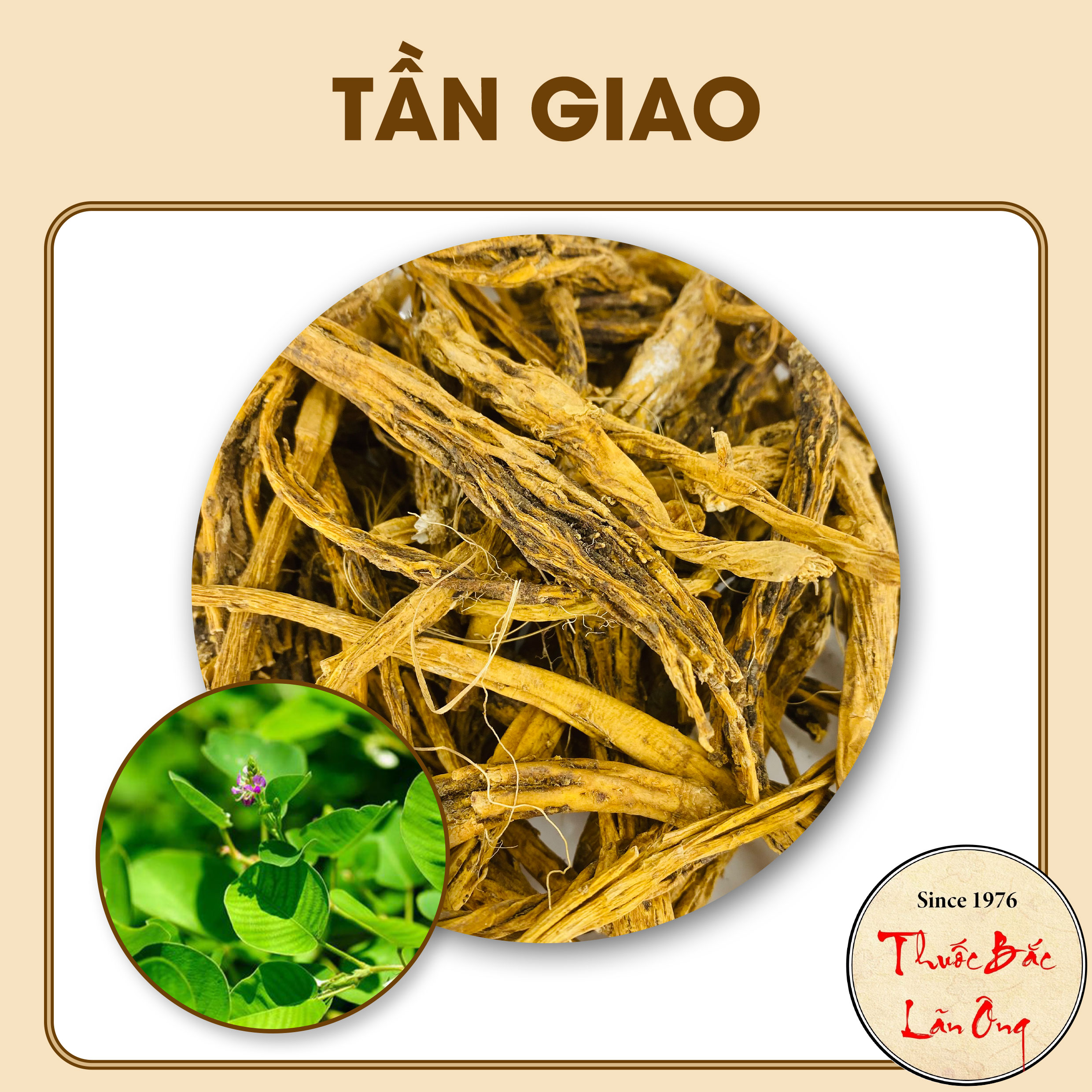 Tần giao khô, sạch, nguyên củ 100g - lãn ông
