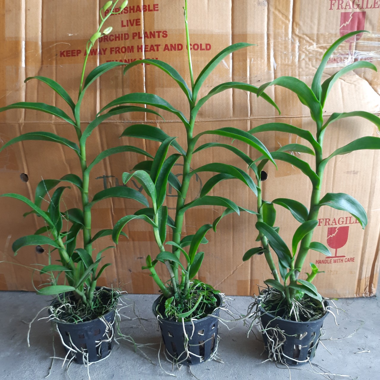 HOA LAN  DENRO 5 CÁNH TRẮNG QUỐC DÂN