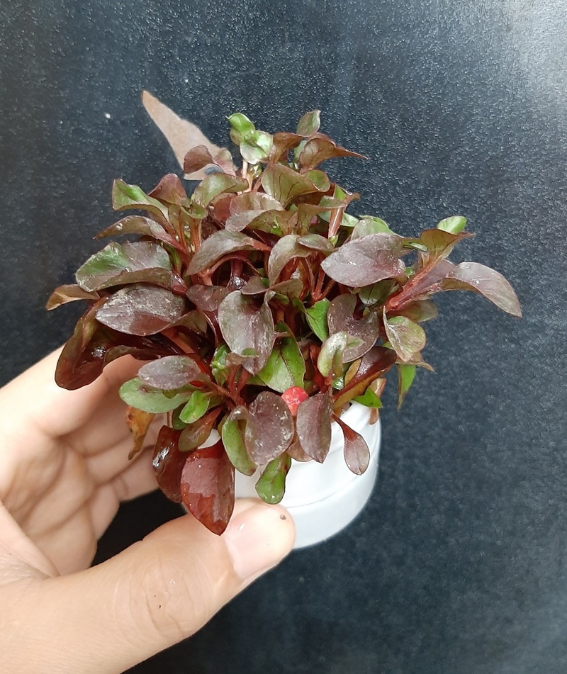 Cây thủy sinh cắt cắm: Cây hồng xoăn, lá cạn, cốc 12 - 15 cây, cây đã có rễ