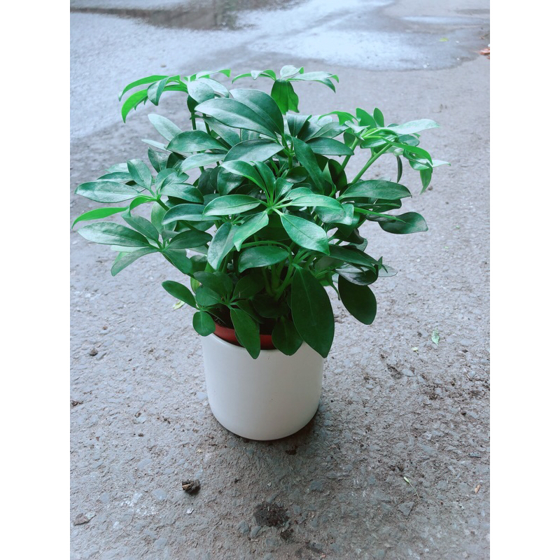 Chậu Cây Ngũ Gia Bì Để Bàn
