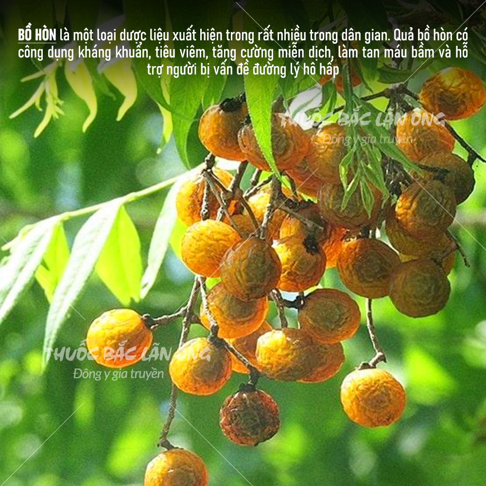Qủa bồ hòn tách hạt 100g (Xà phòng, nước rửa chén hữu cơ) – Thuốc bắc lãn ông