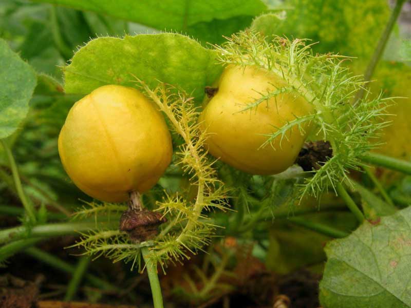 hạt giống cây dây nhãn lồng leo (cây lạc tiên)