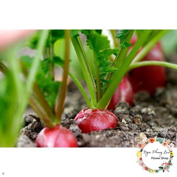 Hạt Giống Củ Cải Đỏ Dài - Gói 5 Gram