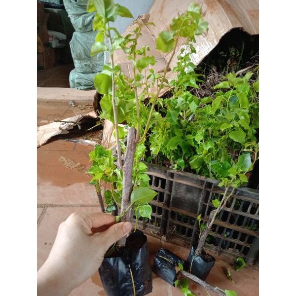 CÂY HOA GIẤY NGŨ SẮC CHUẨN ĐẸP 100%