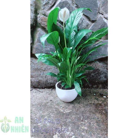 Chậu cây lan ý nhiều hoa