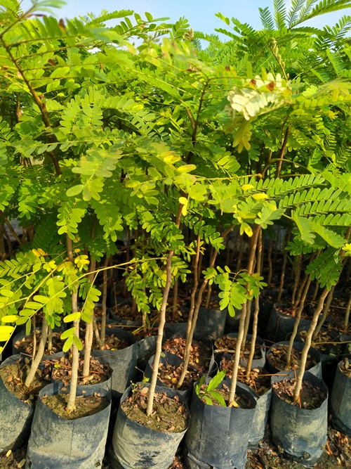 6 Cây gỗ lim cao 50cm