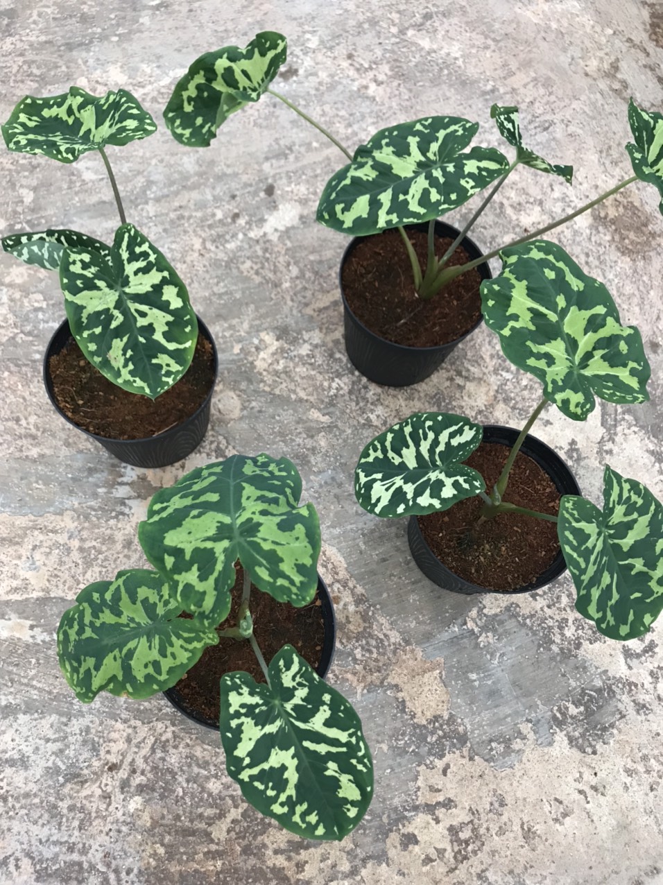 Cây môn lính- Alocasia Hilo beauty.