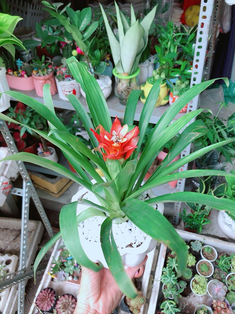 Chậu Phong Lộc Hoa Chậu Sứ