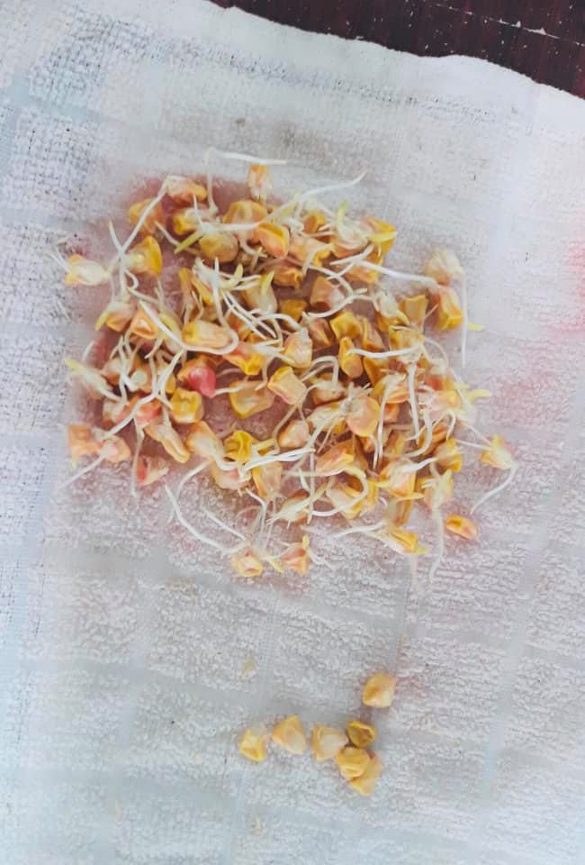 Hạt giống bắp siêu ngọt vàng ( bắpmỹ ) NOVA-  gói 50gram